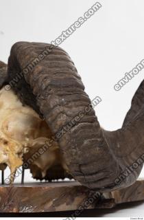 mouflon skull antlers 0021